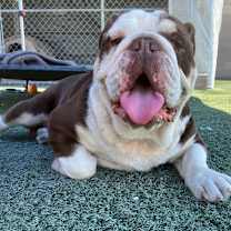 Thumbnail photo of Rocky #1