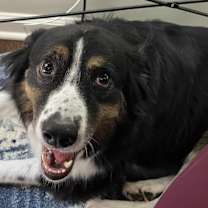 Thumbnail photo of Blaze #1