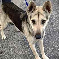 Thumbnail photo of NELLA #1