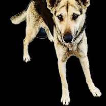 Thumbnail photo of NELLA #4