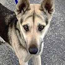 Thumbnail photo of NELLA #3