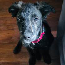 Thumbnail photo of Sparky #3