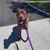 Thumbnail photo of Rex #3