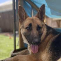 Thumbnail photo of Saturn #3