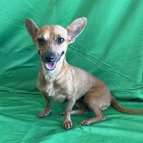 adopt-pet