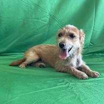 adopt-pet
