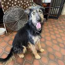 adopt-pet