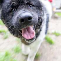 Thumbnail photo of Scout #1