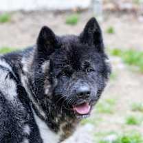 Thumbnail photo of Scout #3