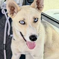 Thumbnail photo of Isabelle #1