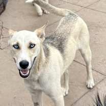 Thumbnail photo of Isabelle #2