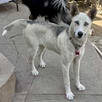 Thumbnail photo of Isabelle #4