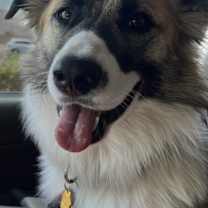 adopt-pet