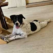 Thumbnail photo of Zeus #3