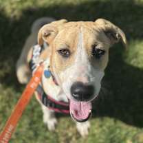 Thumbnail photo of Ezzy - Bandit #2