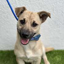 Thumbnail photo of TOFFELUV #1