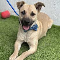 Thumbnail photo of TOFFELUV #2