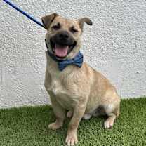 Thumbnail photo of TOFFELUV #3