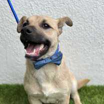 Thumbnail photo of TOFFELUV #4