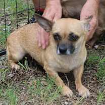 Thumbnail photo of Missy Gorda #2