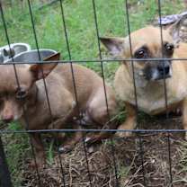 Thumbnail photo of Missy Gorda #3