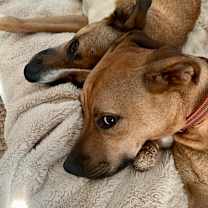 Thumbnail photo of Daisy #4