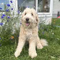 Thumbnail photo of Tullulah, Tully #1