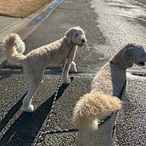 Thumbnail photo of Tullulah, Tully #4