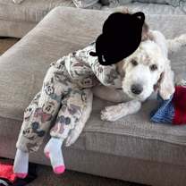 Thumbnail photo of Tullulah, Tully #3