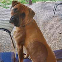 Thumbnail photo of Renji #2