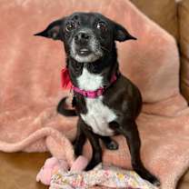 Thumbnail photo of Paris Shah Lovebug #1