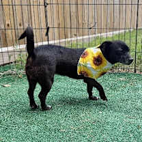 Thumbnail photo of Paris Shah Lovebug #3