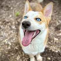 Thumbnail photo of Jasper #4