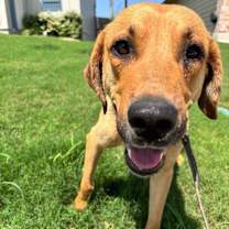 Thumbnail photo of Dottie #4