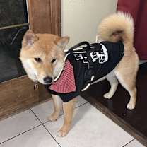 Thumbnail photo of Luna #2