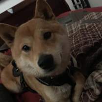 Thumbnail photo of Luna #4