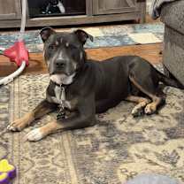 adopt-pet