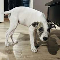 Thumbnail photo of Lavender the Whippet Mix Puppy #3