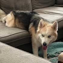 Thumbnail photo of Blue Jay TE #2