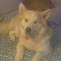 Thumbnail photo of Blue Jay TE #3