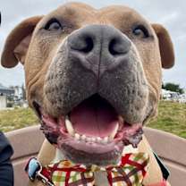 Thumbnail photo of Taz #1