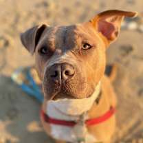 Thumbnail photo of Taz #2