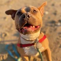 Thumbnail photo of Taz #3