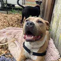 Thumbnail photo of Taz #4