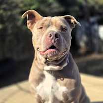 Thumbnail photo of Gordo #1