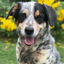 Thumbnail photo of Primo #1