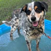 Thumbnail photo of Primo #3