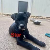 Thumbnail photo of Star #2