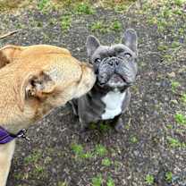 Thumbnail photo of Cedar #3