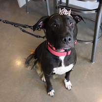 Thumbnail photo of Nala #1